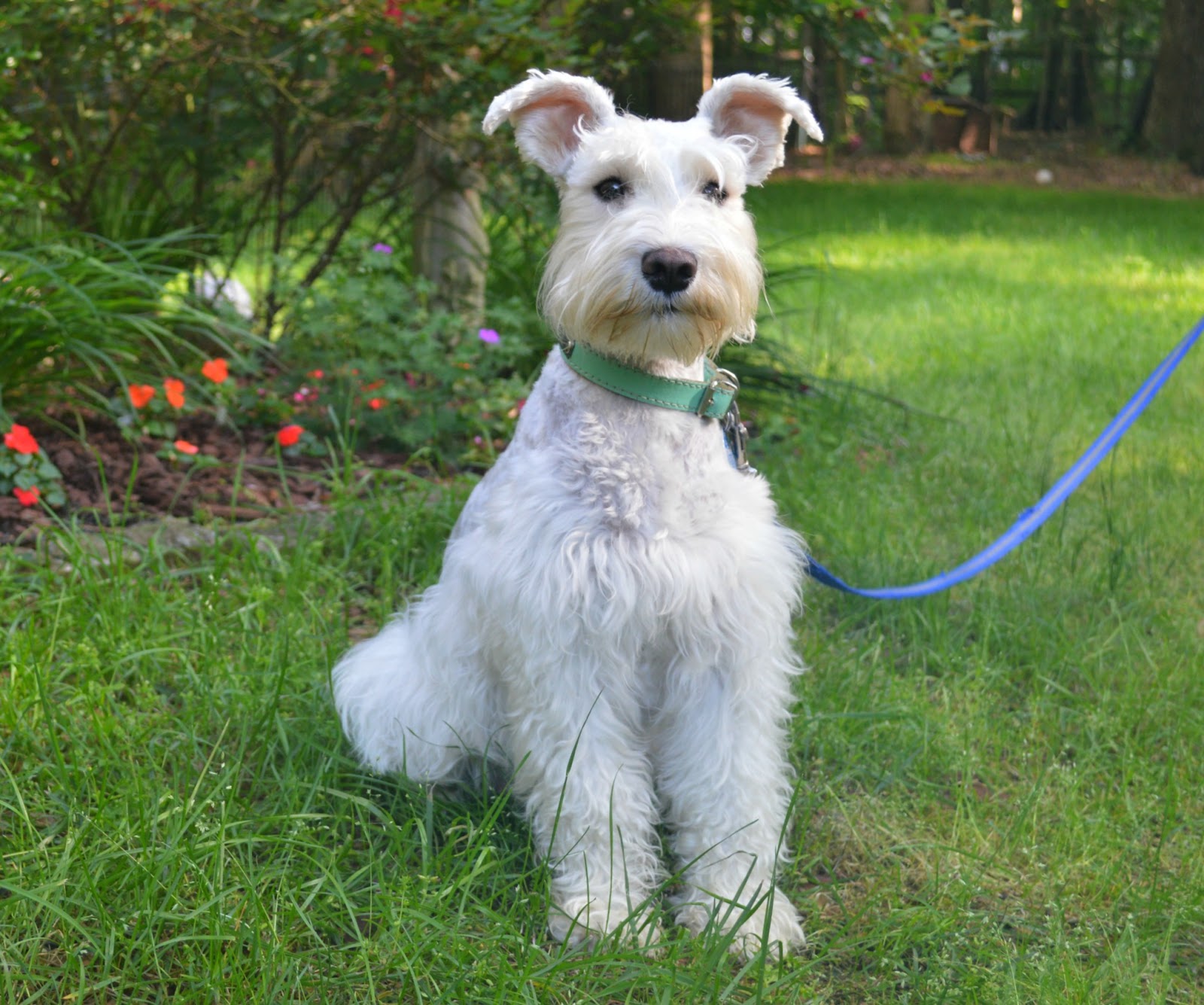 Curly hair best sale schnauzer